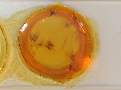 slide view of adult Hypersypnoides submarginata