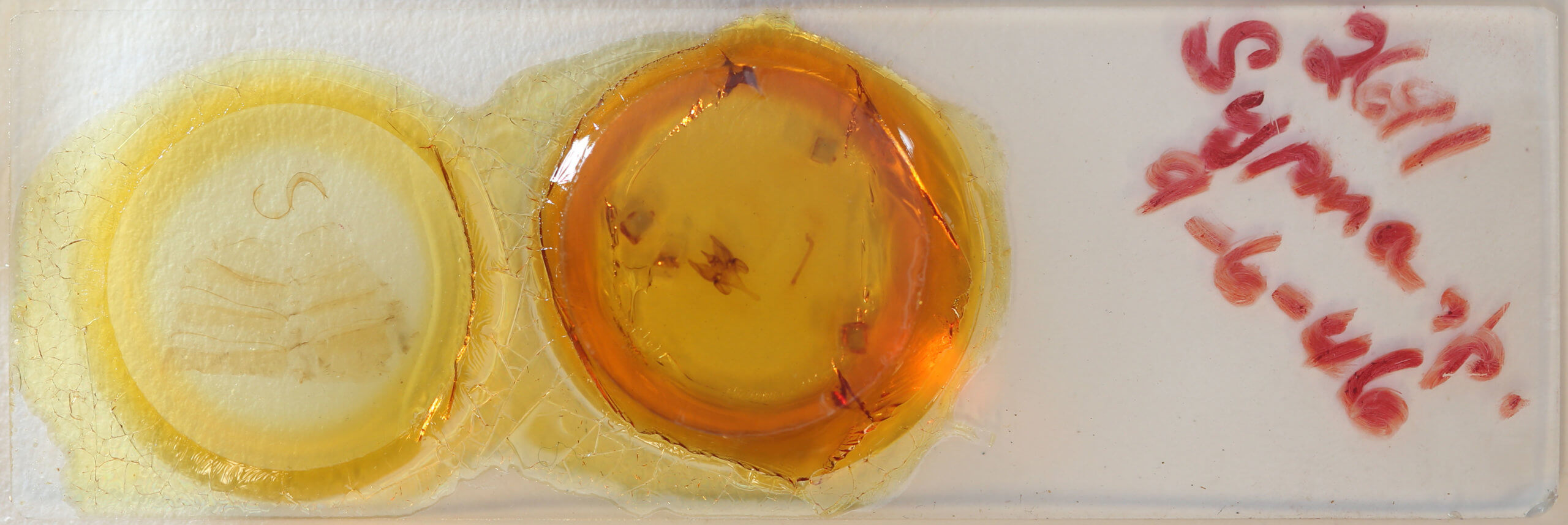 slide view of adult Hypersypnoides submarginata