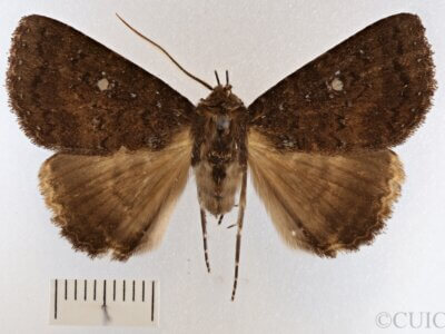 dorsal view of adult Hypersypnoides submarginata