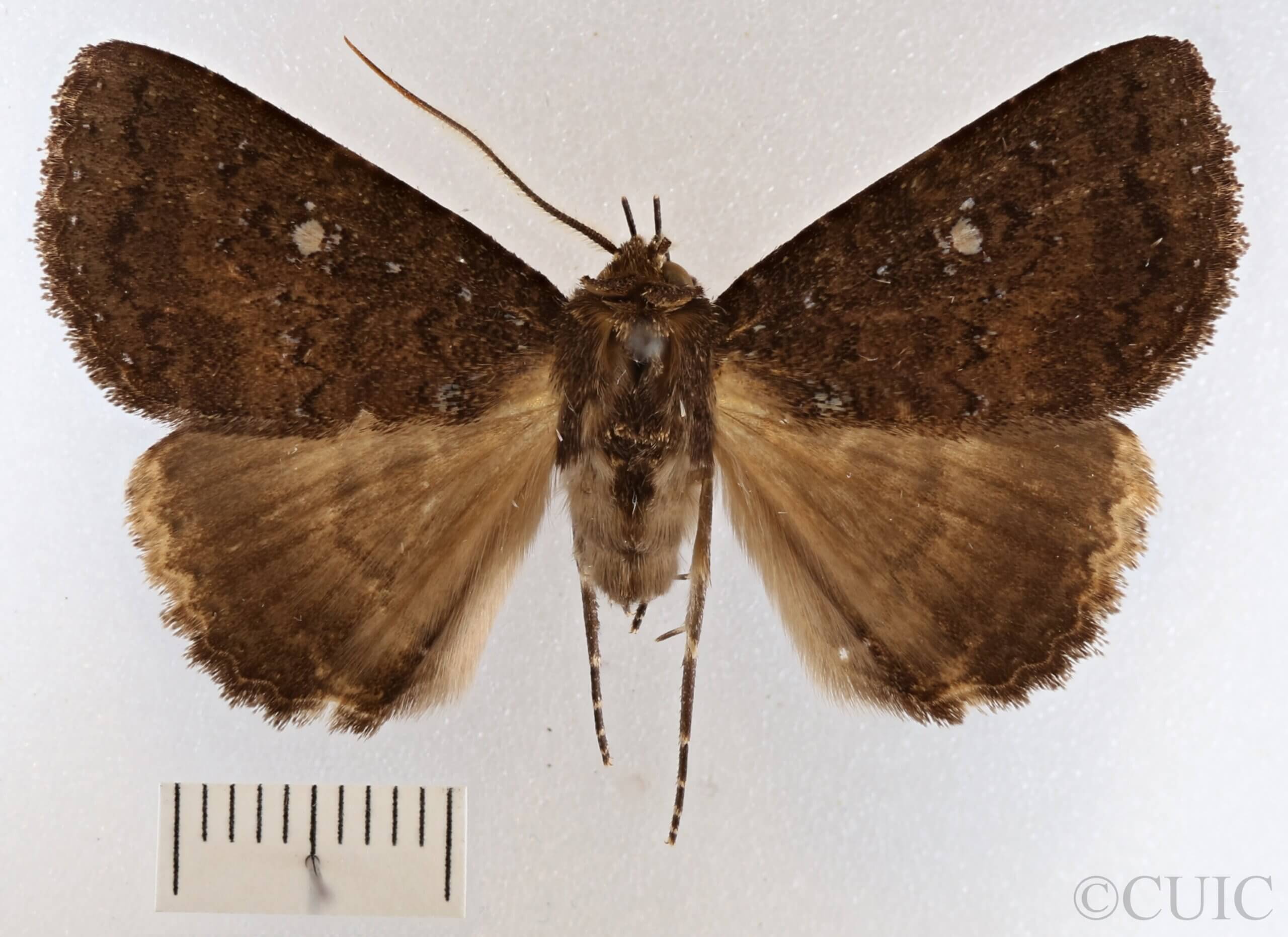 dorsal view of adult Hypersypnoides submarginata