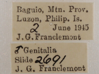 label view of adult Hypersypnoides submarginata