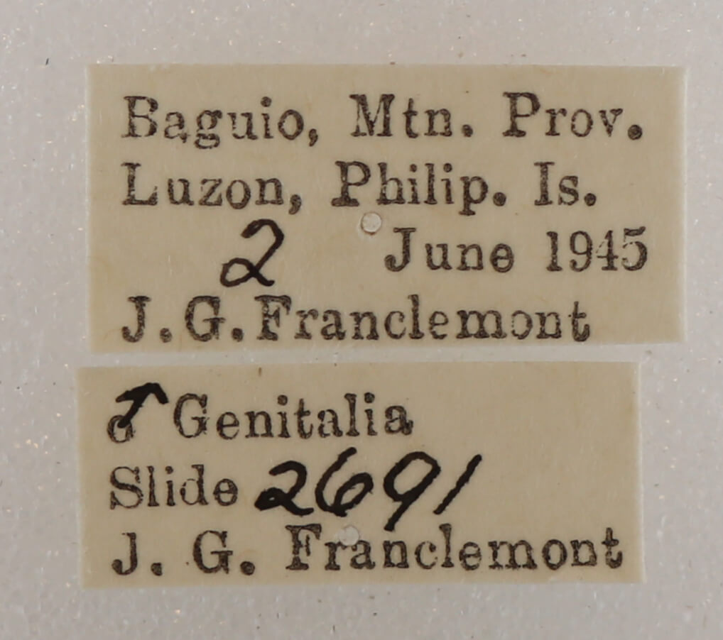 label view of adult Hypersypnoides submarginata