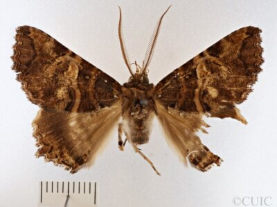 dorsal view of adult Daddala microdesma