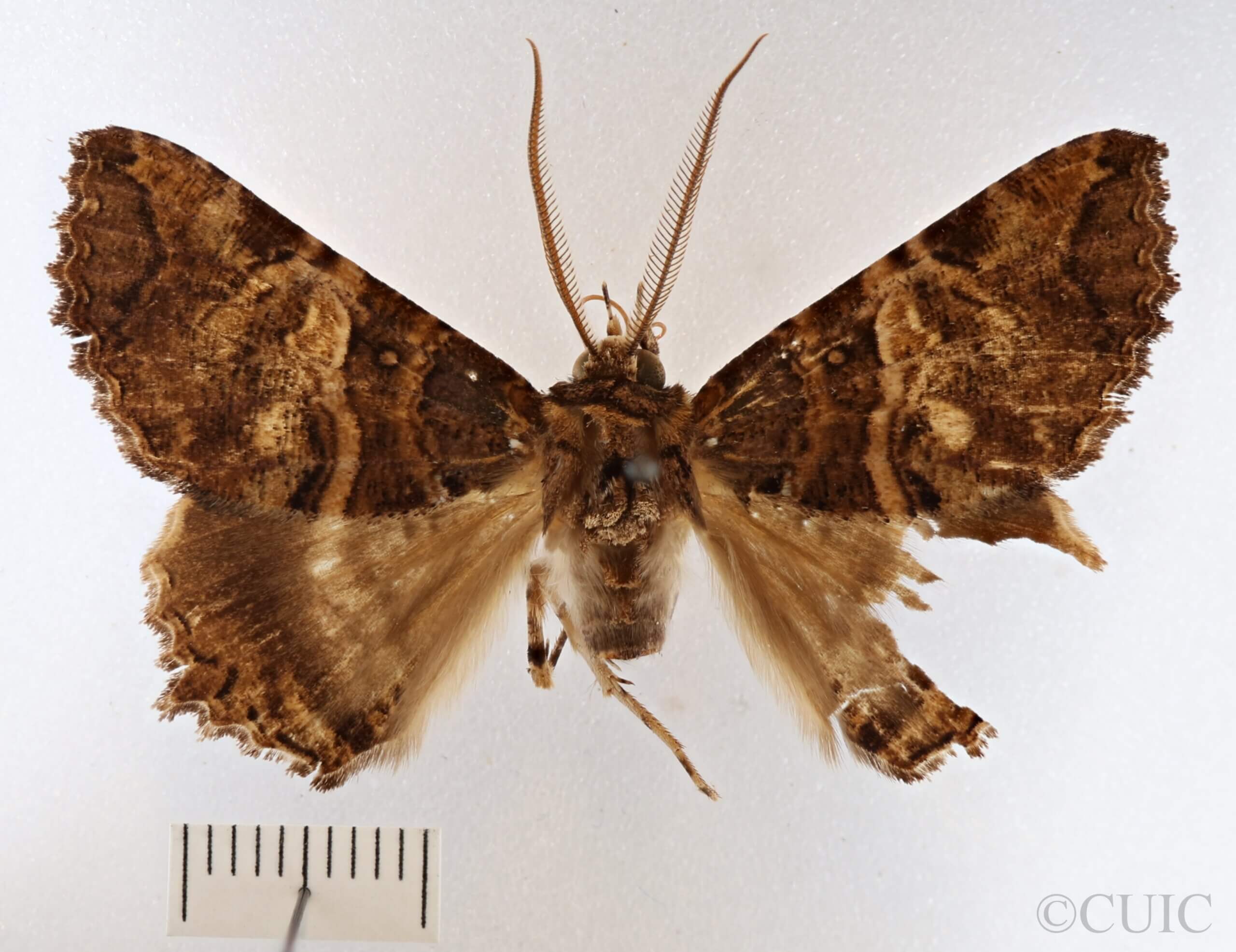 dorsal view of adult Daddala microdesma