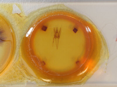 slide view of adult Daddala microdesma