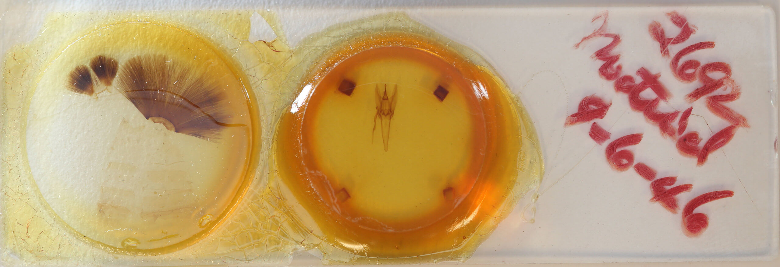 slide view of adult Daddala microdesma