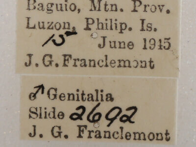 label view of adult Daddala microdesma