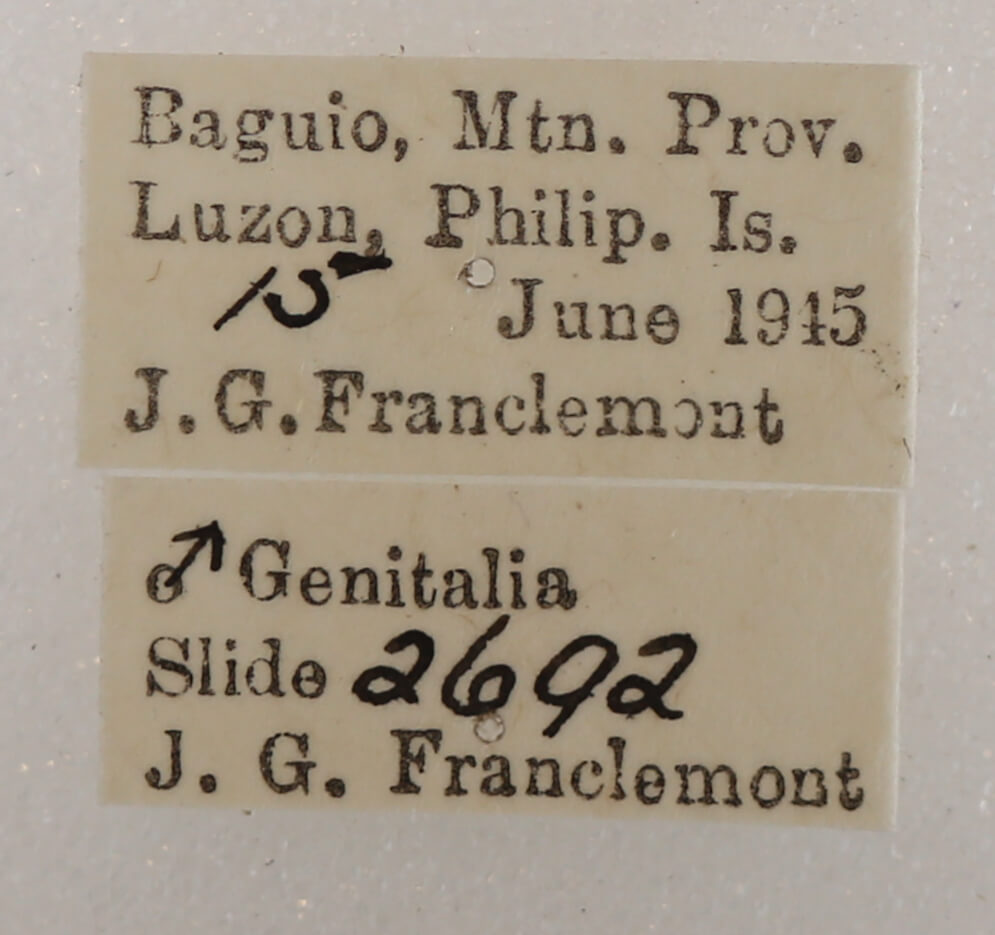 label view of adult Daddala microdesma