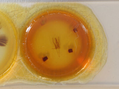 slide view of adult Daddala brevicauda