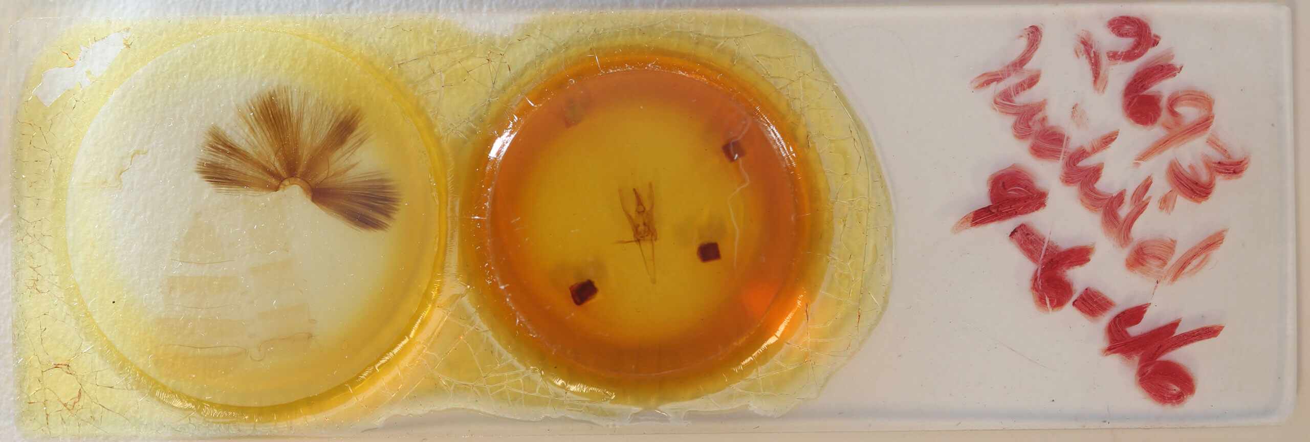 slide view of adult Daddala brevicauda