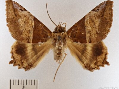 dorsal view of adult Daddala brevicauda