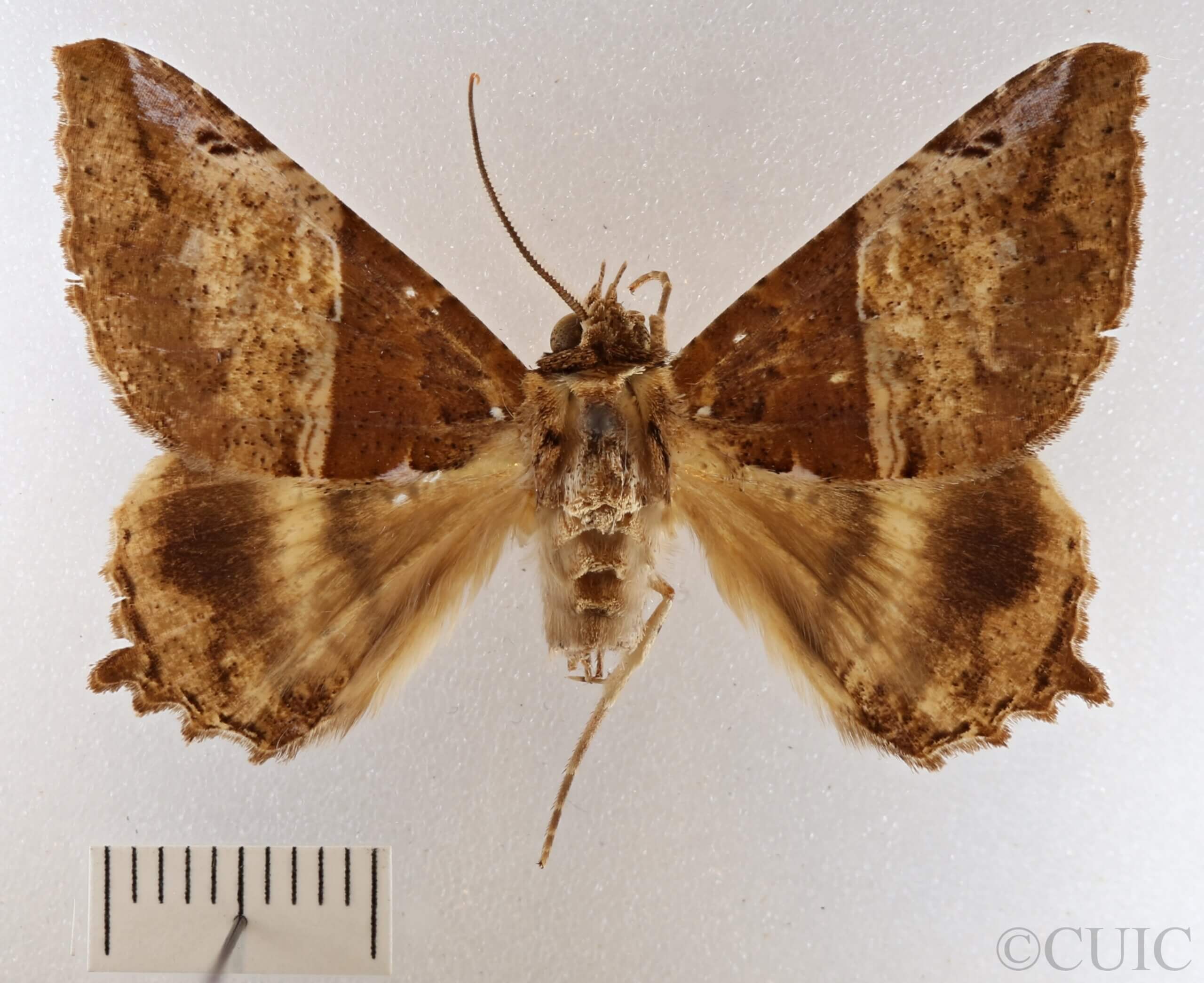 dorsal view of adult Daddala brevicauda