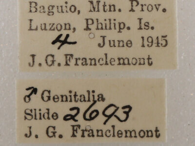 label view of adult Daddala brevicauda