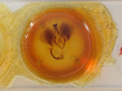 slide view of adult Ophisma gravata