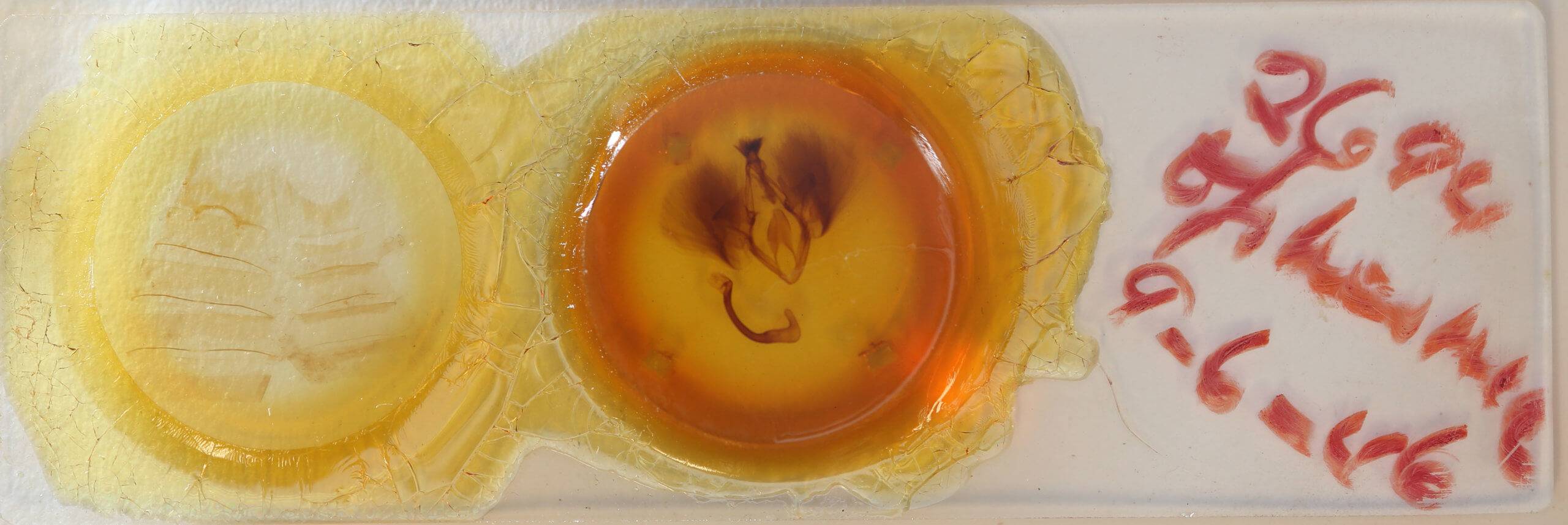 slide view of adult Ophisma gravata