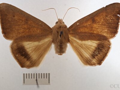 dorsal view of adult Ophisma gravata