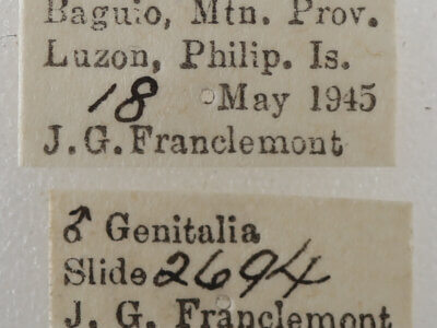 label view of adult Ophisma gravata