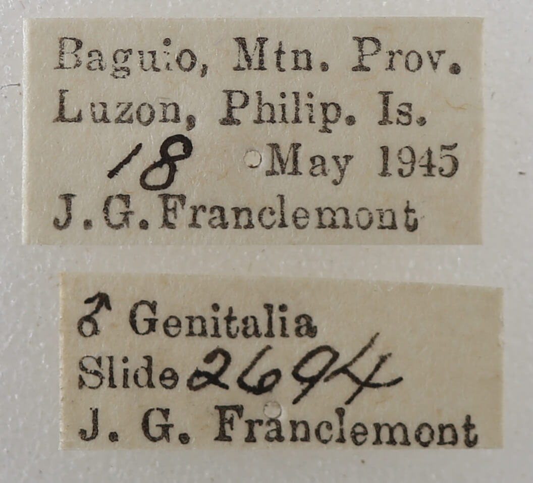 label view of adult Ophisma gravata