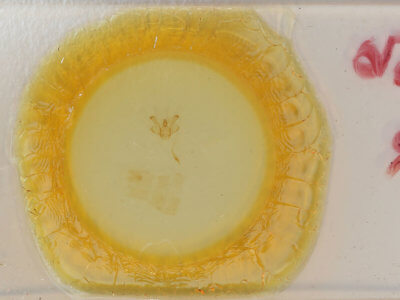 slide view of adult Macaria granitata