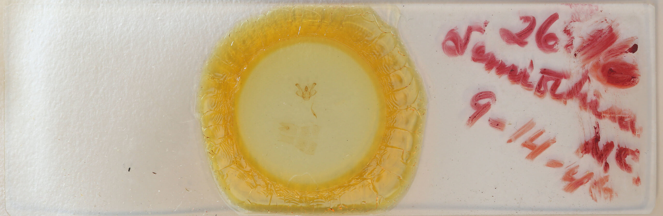 slide view of adult Macaria granitata