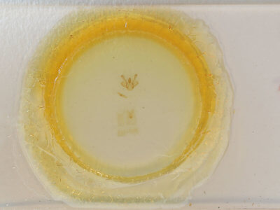 slide view of adult Macaria fissinotata