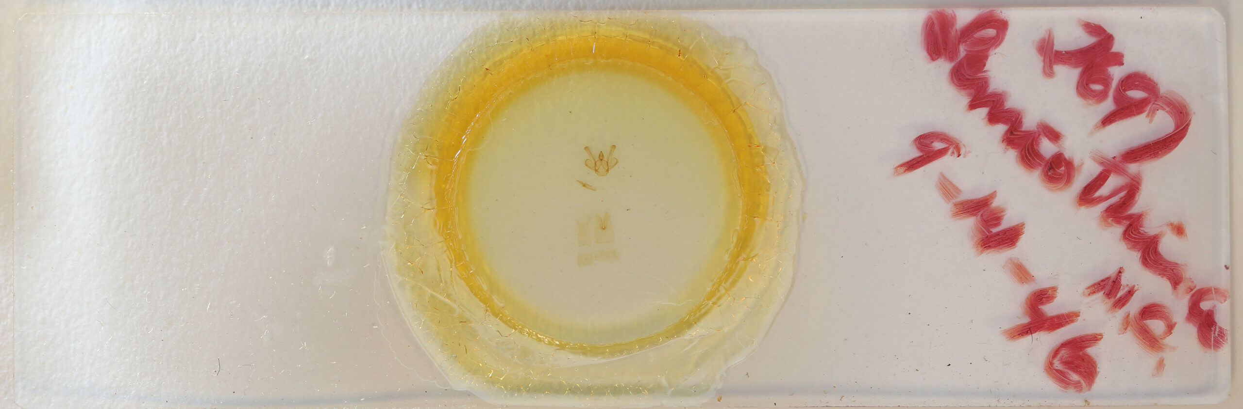 slide view of adult Macaria fissinotata