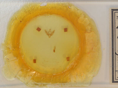 slide view of adult Lemmeria digitalis