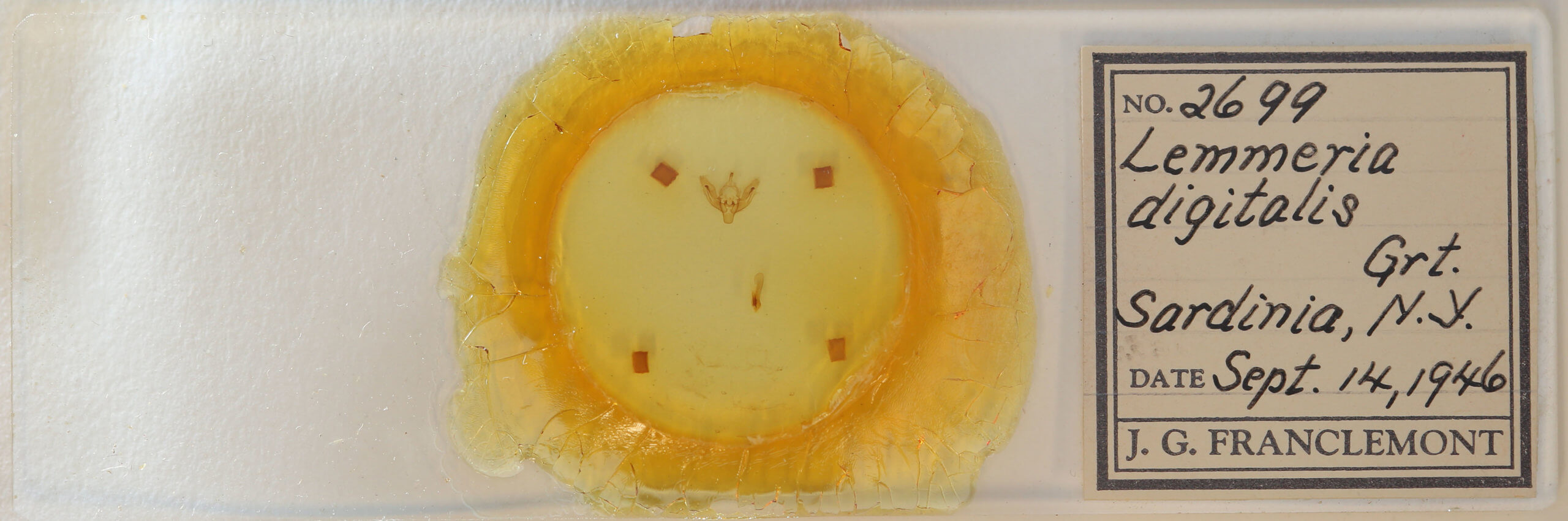 slide view of adult Lemmeria digitalis