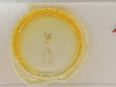 slide view of adult Macaria oweni