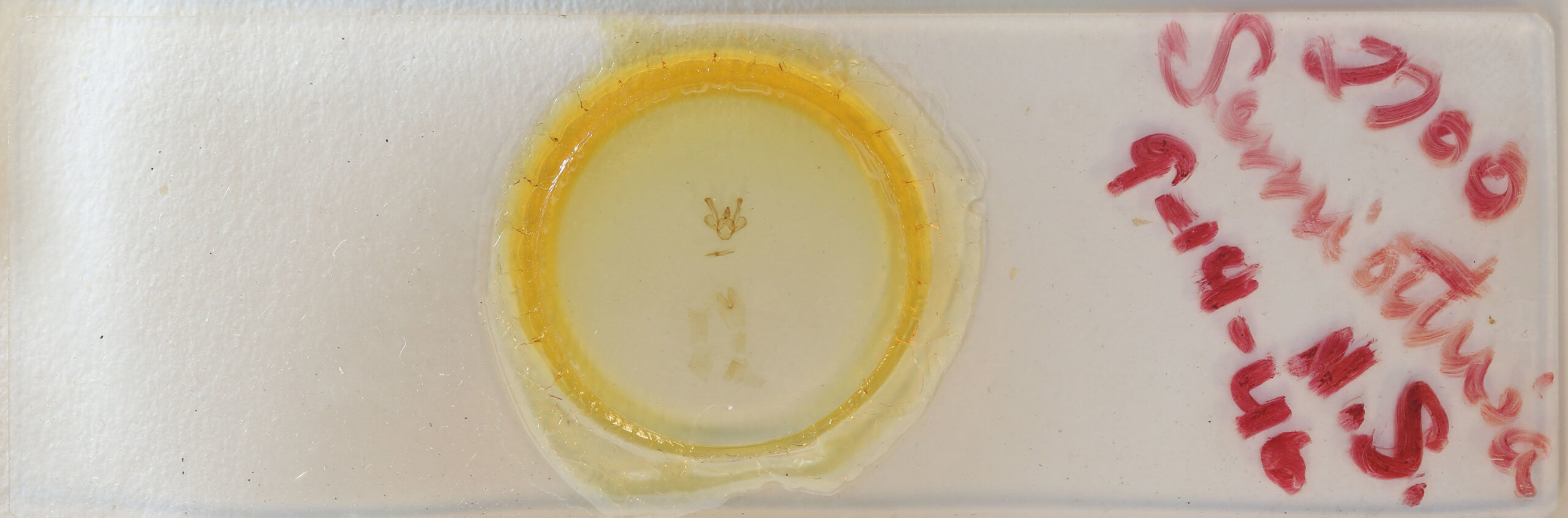 slide view of adult Macaria oweni