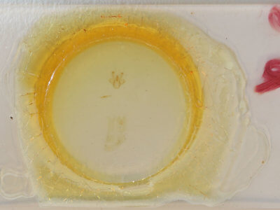 slide view of adult Macaria fissinotata