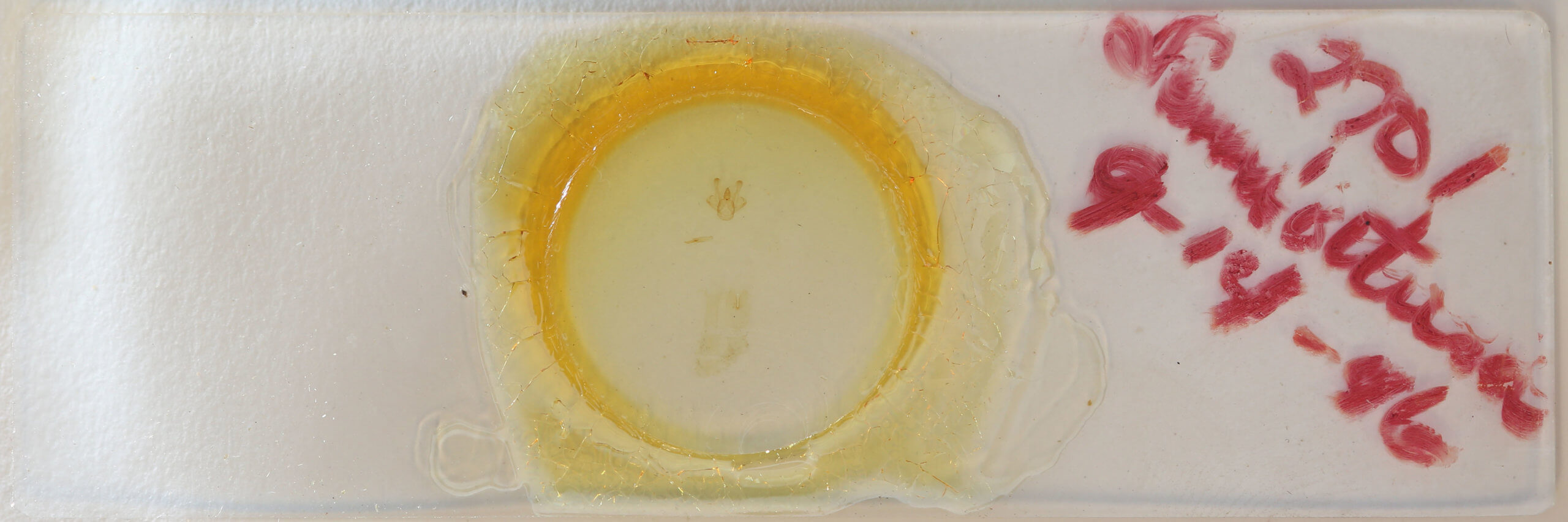 slide view of adult Macaria fissinotata