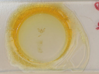 slide view of adult Macaria fissinotata