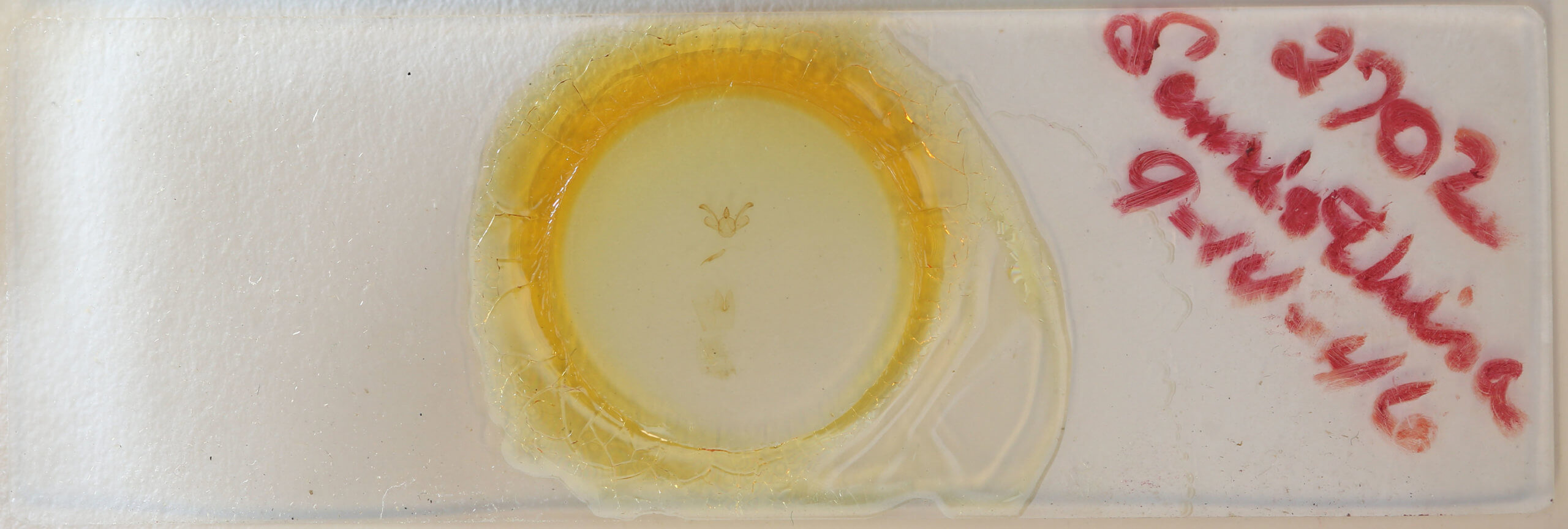 slide view of adult Macaria fissinotata