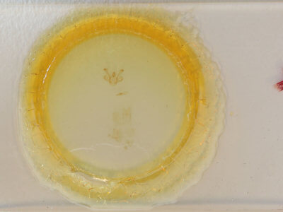 slide view of adult Macaria signaria