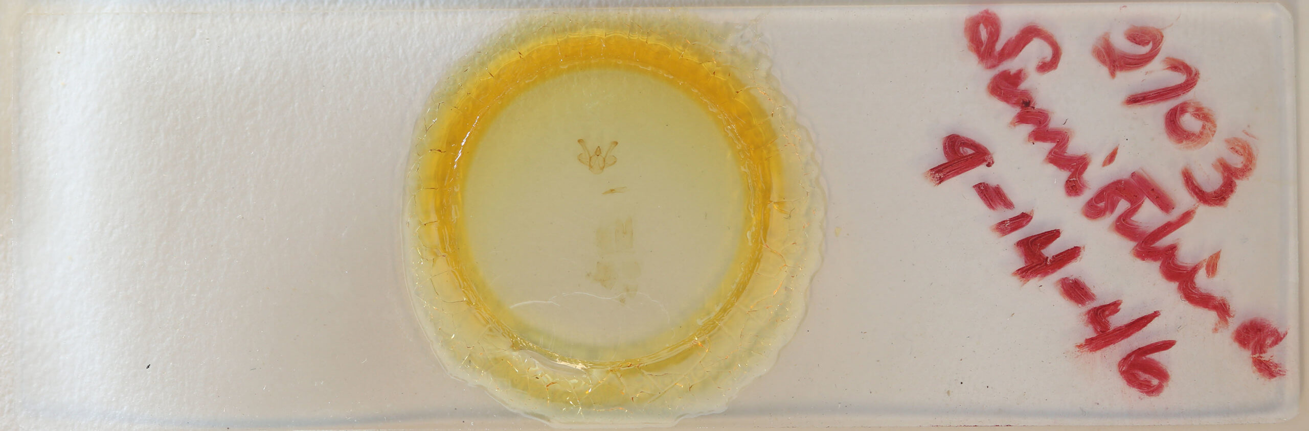 slide view of adult Macaria signaria