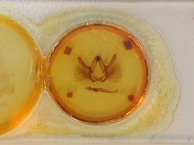 slide view of adult Drastoma dardania