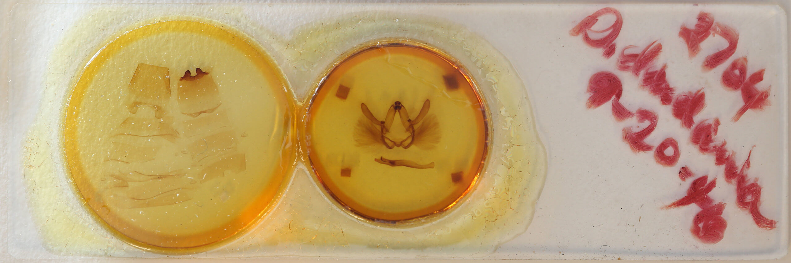 slide view of adult Drastoma dardania