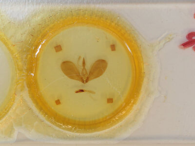 slide view of adult Westermannia superba