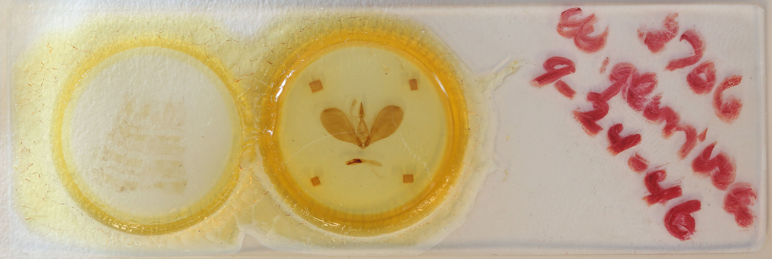 slide view of adult Westermannia superba