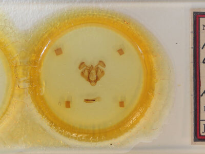 slide view of adult Mythimna argentivena