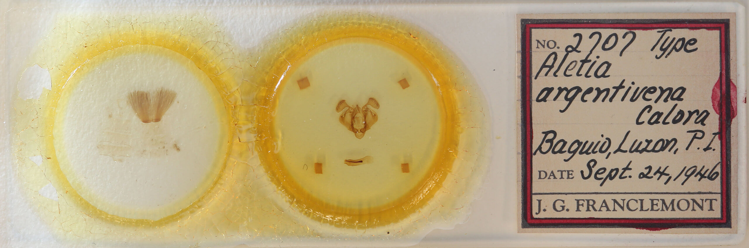 slide view of adult Mythimna argentivena