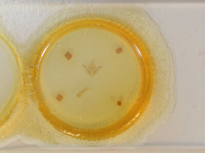 slide view of adult Nonagria