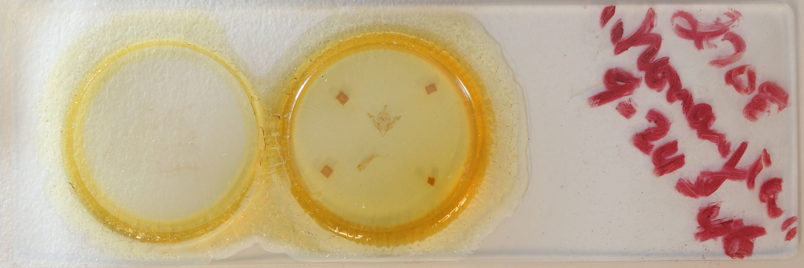 slide view of adult Nonagria