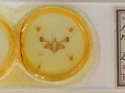 slide view of adult Mythimna reversa