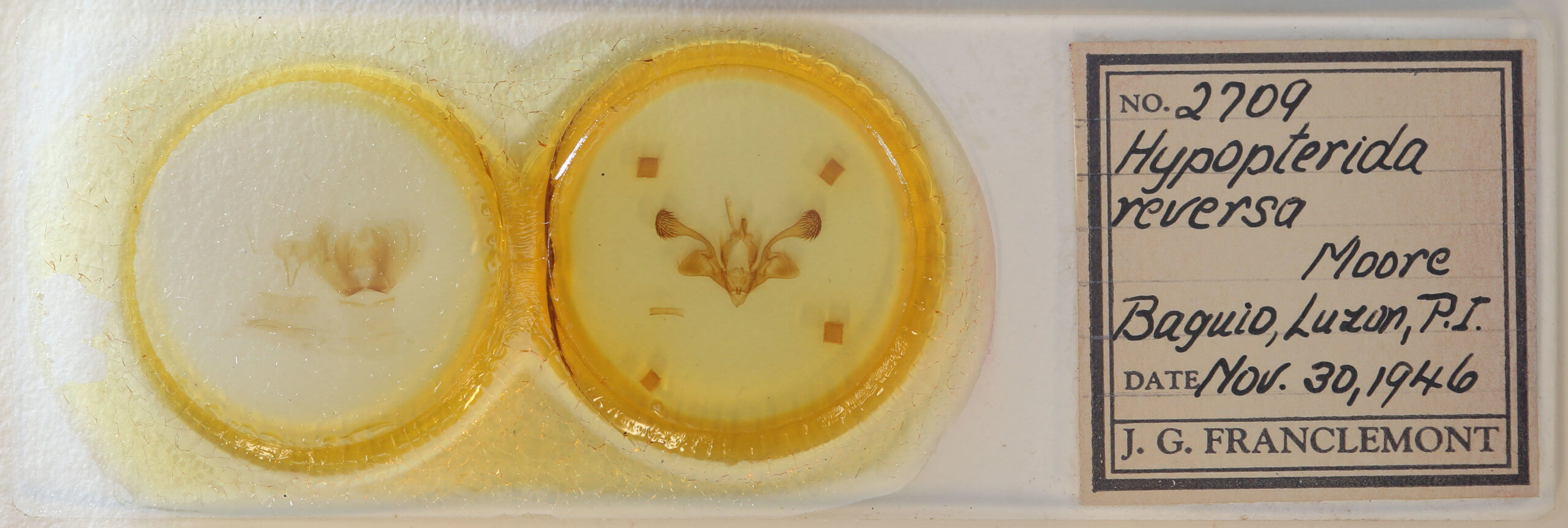 slide view of adult Mythimna reversa