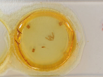 slide view of adult Yepcalphis dilectissima