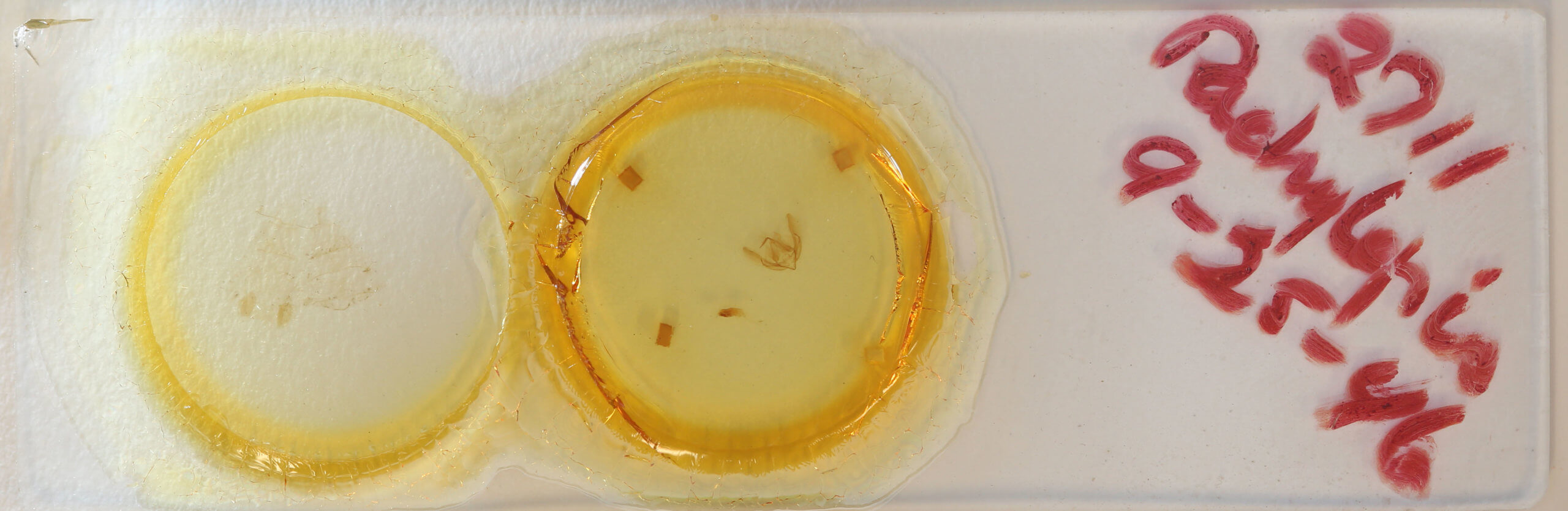 slide view of adult Yepcalphis dilectissima