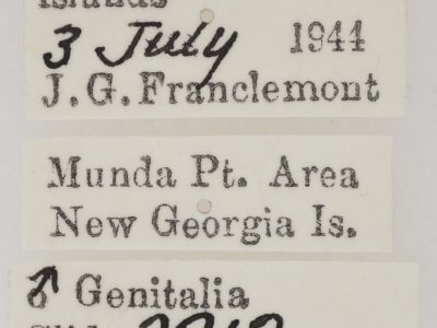 label view of adult Earias