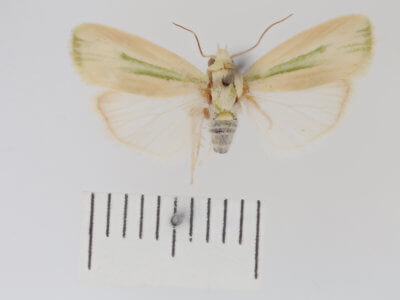 dorsal view of adult Earias